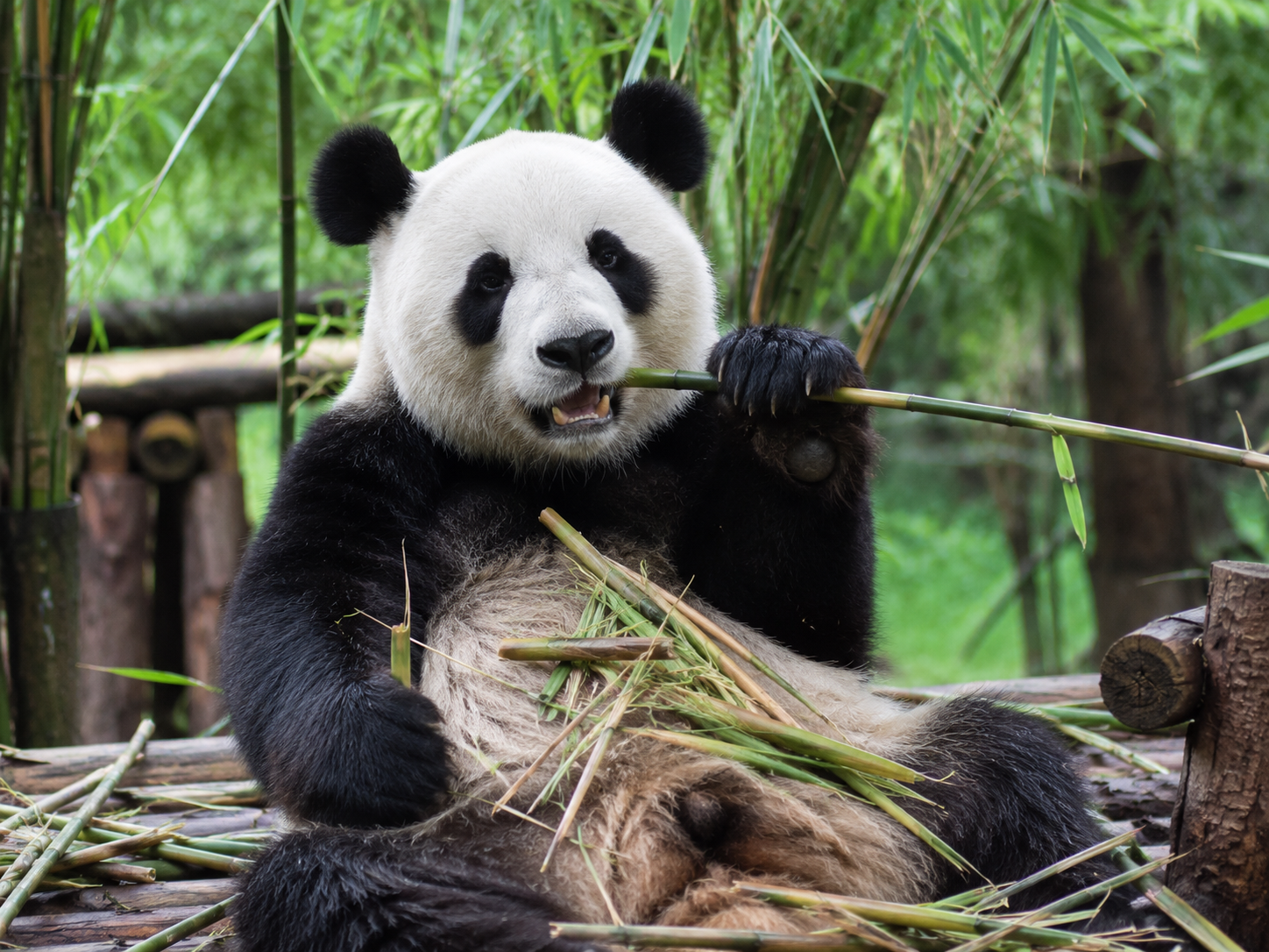Giant panda experience in Chengdu
