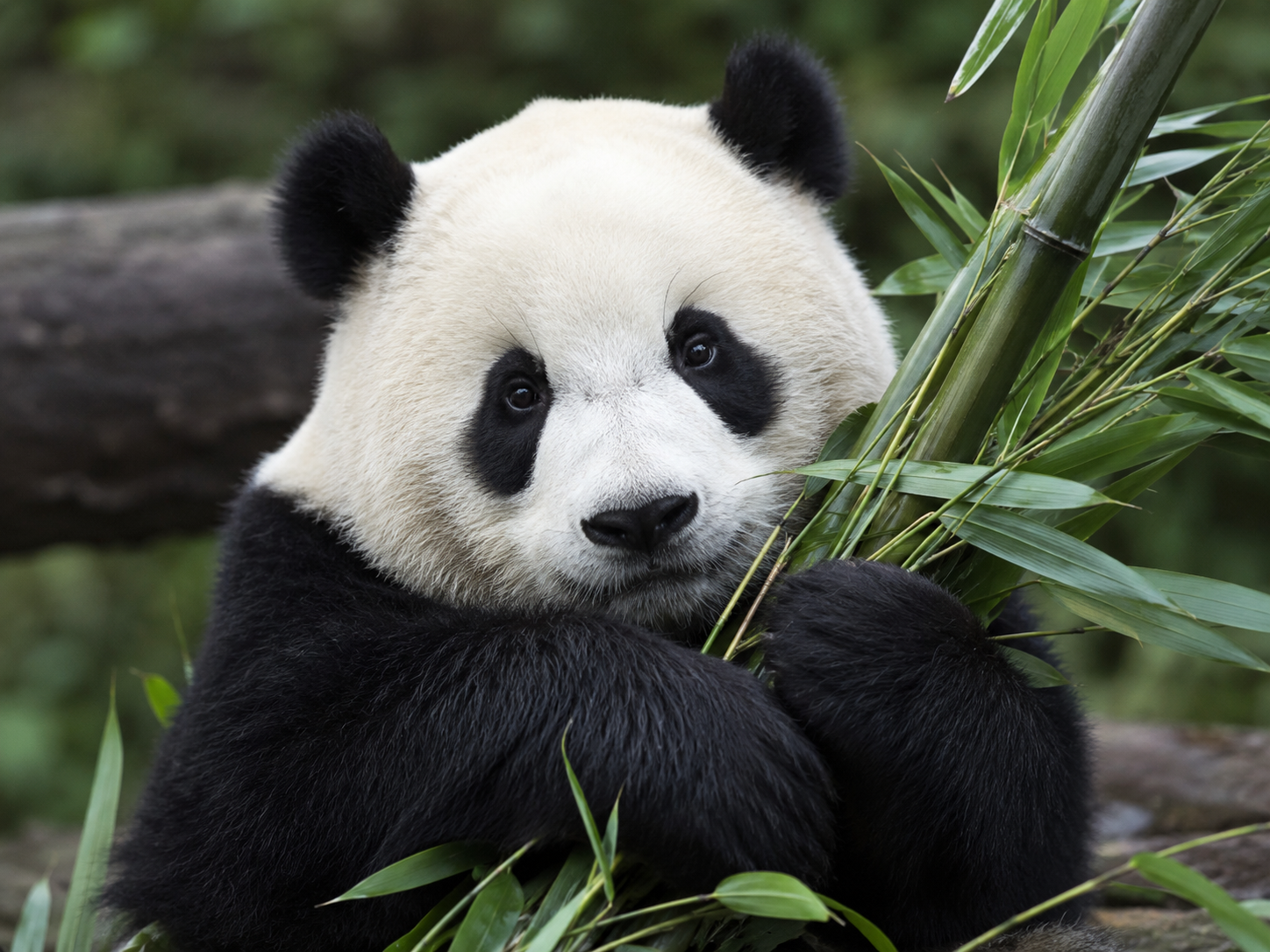 Panda Tours preview