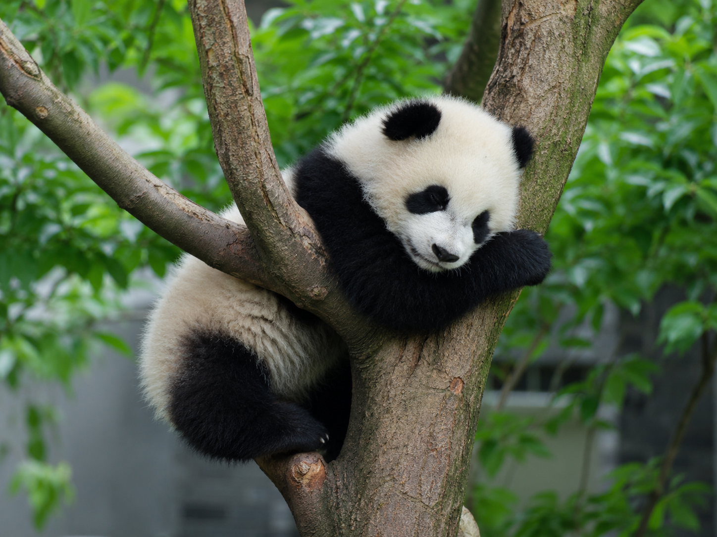 Giant panda cub at Chengdu panda base